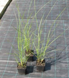 Miscanthus sinensis 'Gracillimus'